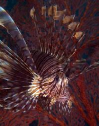 A lionfish in ambush, perhaps mimicing nearby crinoids on... by Gloria Freund 